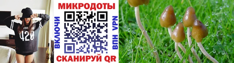 как найти   Аша  Псилоцибиновые грибы мицелий 
